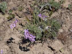 Image of Gairdner's beardtongue