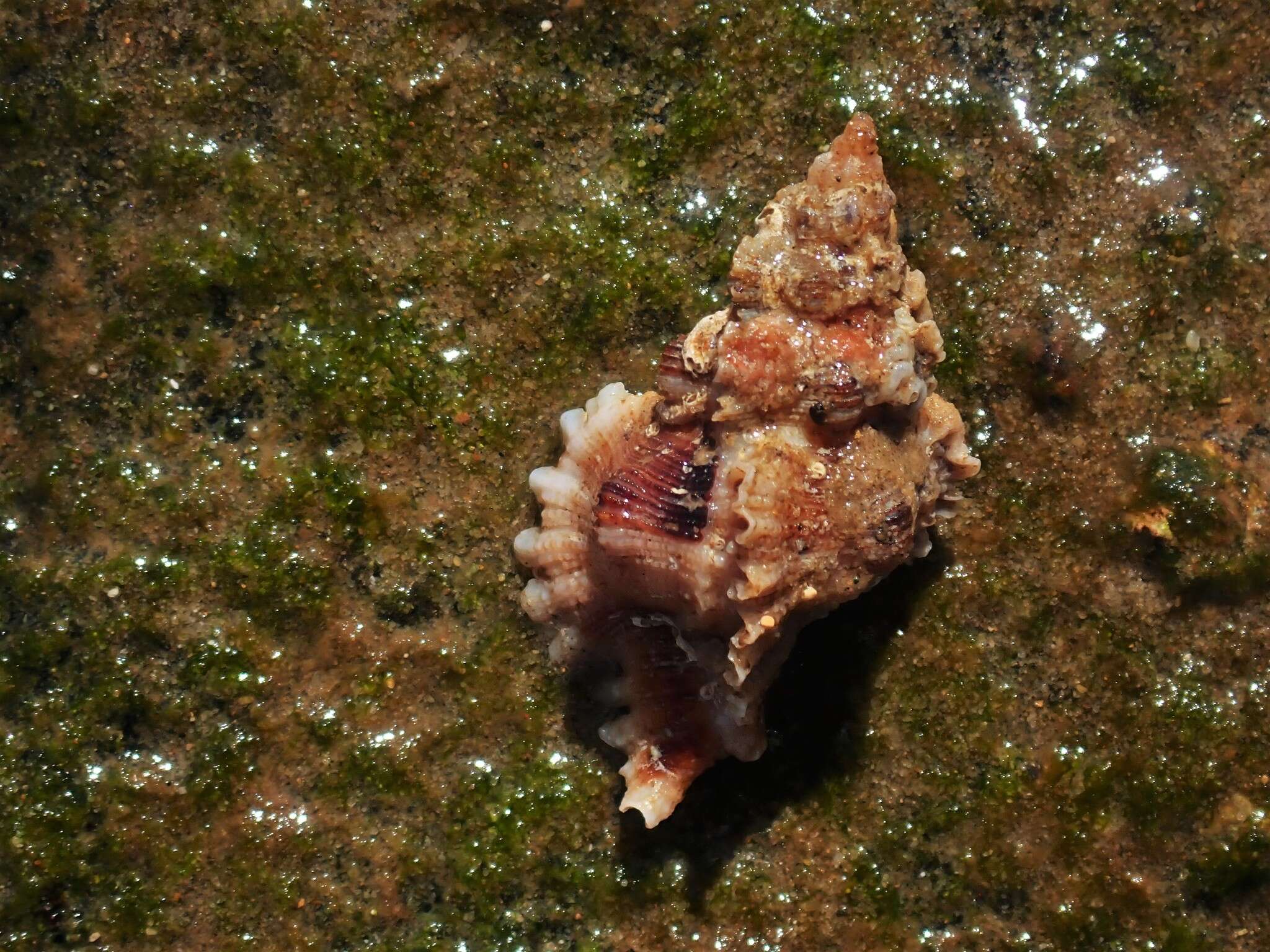 Image of Chicoreus denudatus (Perry 1811)