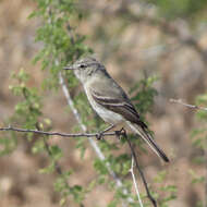 Image of American Grey Flycatcher