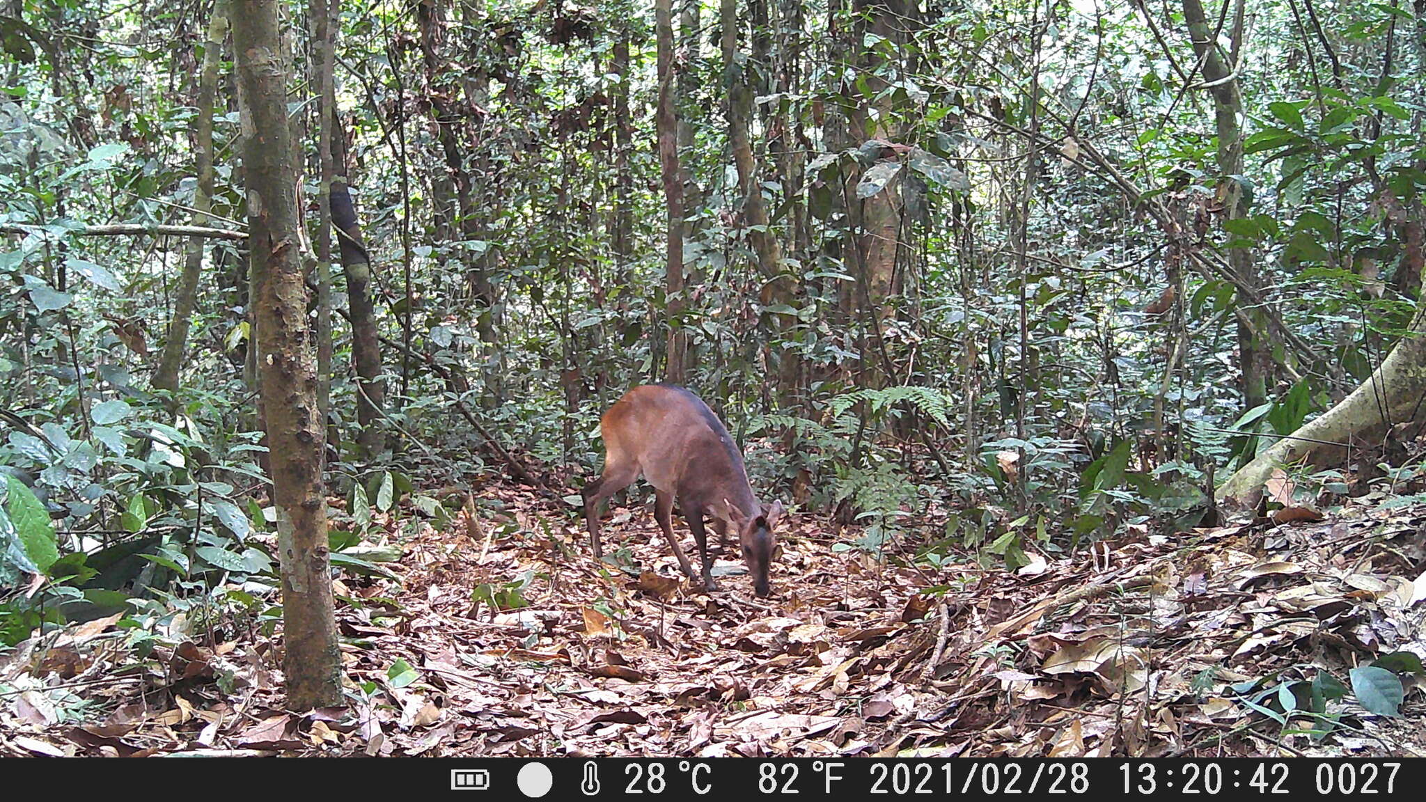 Image of white-bellied duiker