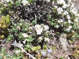 Image of Pimelea oreophila subsp. lepta C. J. Burrows