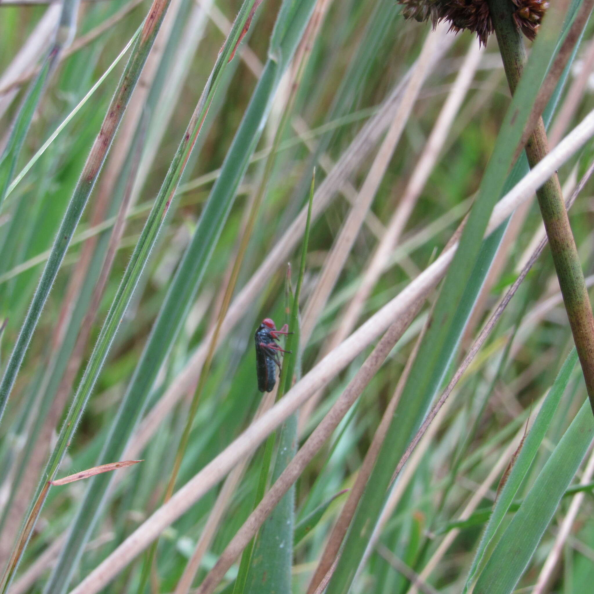 Image of Paracatua decastroi Beltrán, Vargas-R. & Freytag 2012