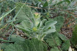 Image de Lomelosia brachiata (Sm.) W. Greuter & Burdet