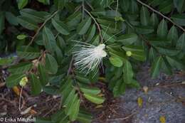 Image of Bay-leaved caper