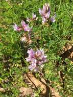 Image of Ozark milkvetch