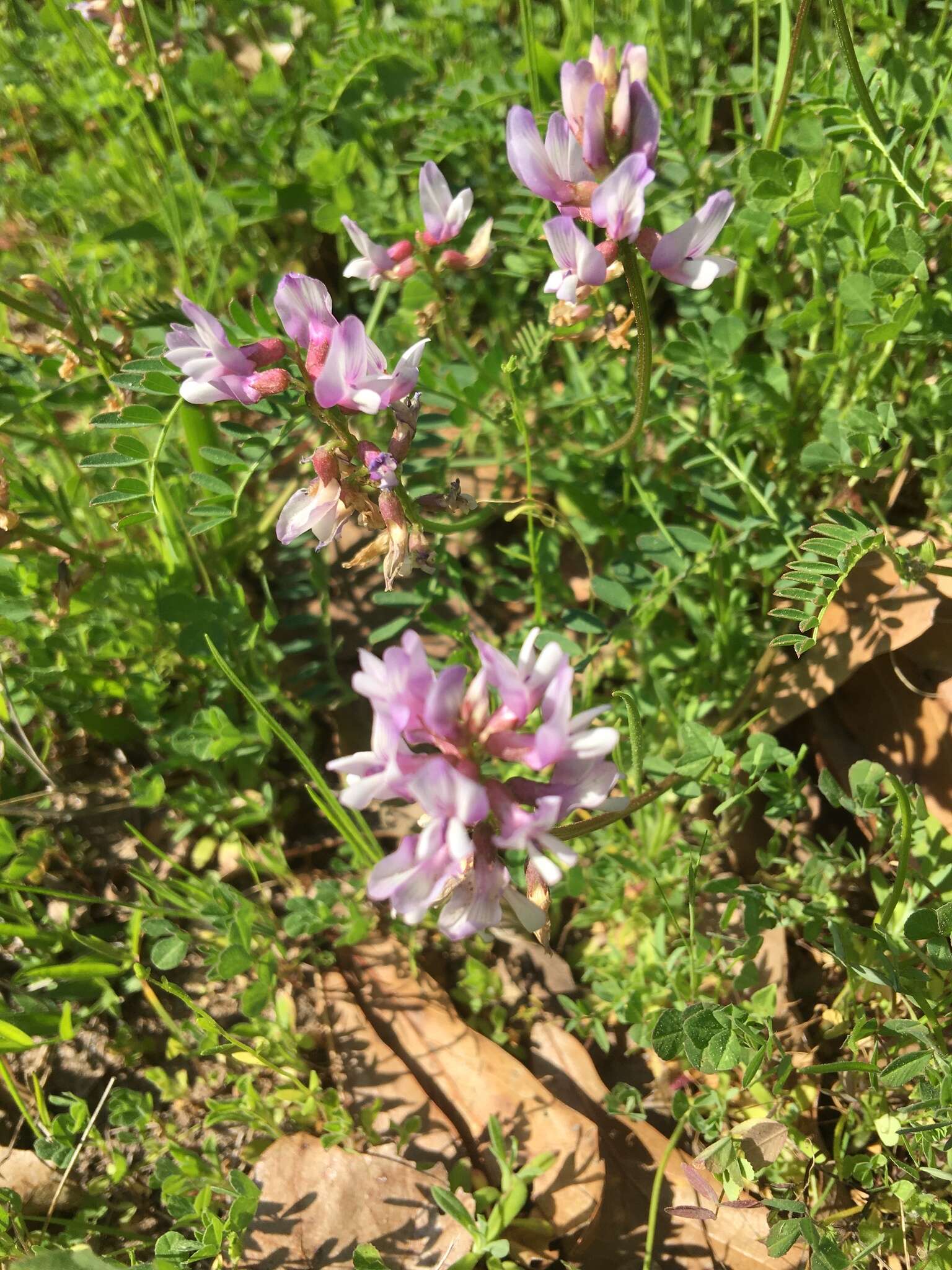 Image of Ozark milkvetch