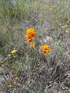 Image of spotted African cornlily