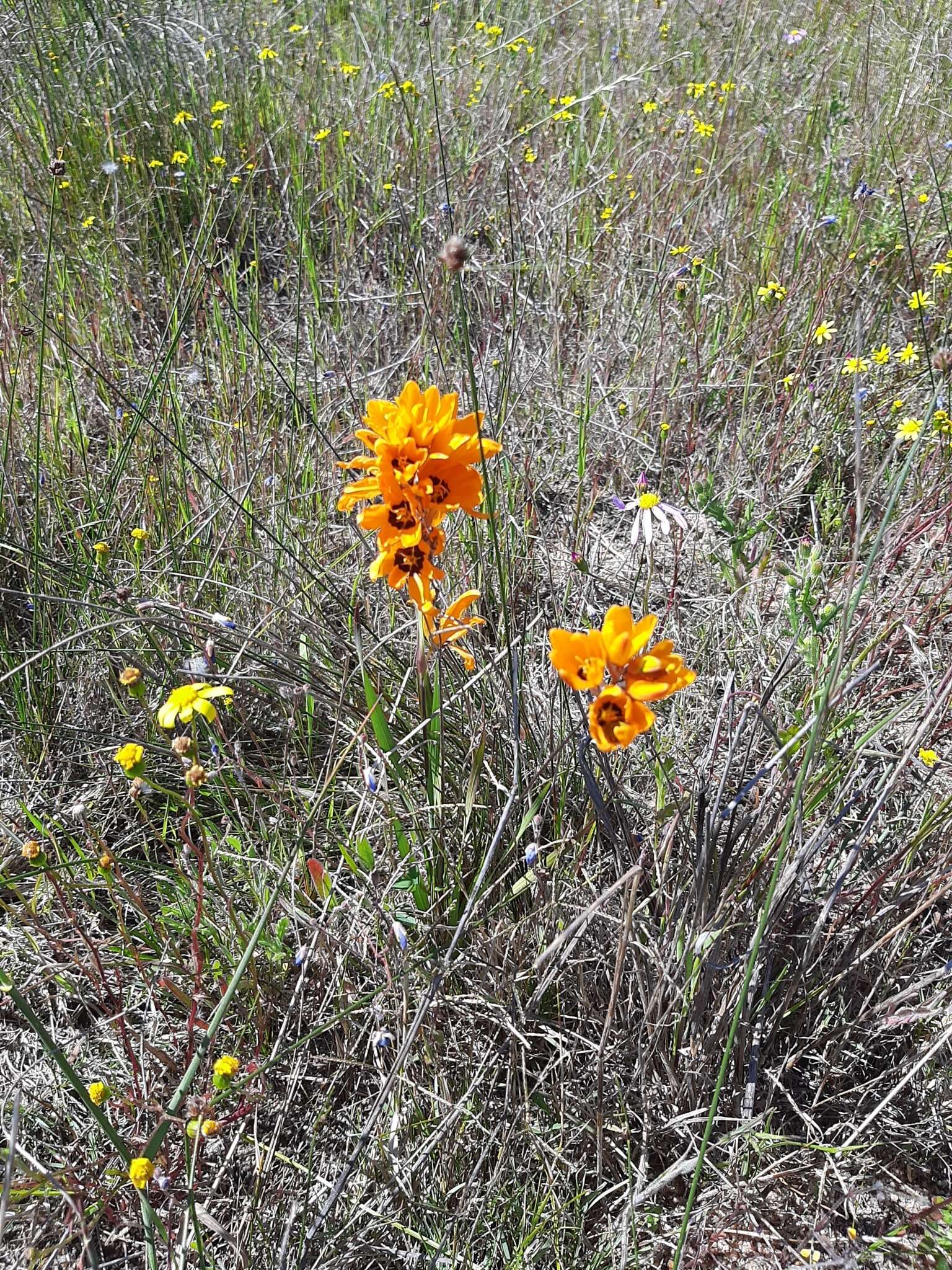 Image of spotted African cornlily