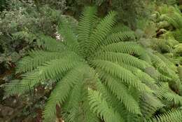 Image of Australian Tree Fern