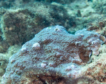 Image of pore coral