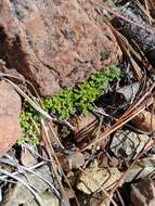 صورة Antennaria suffrutescens Greene