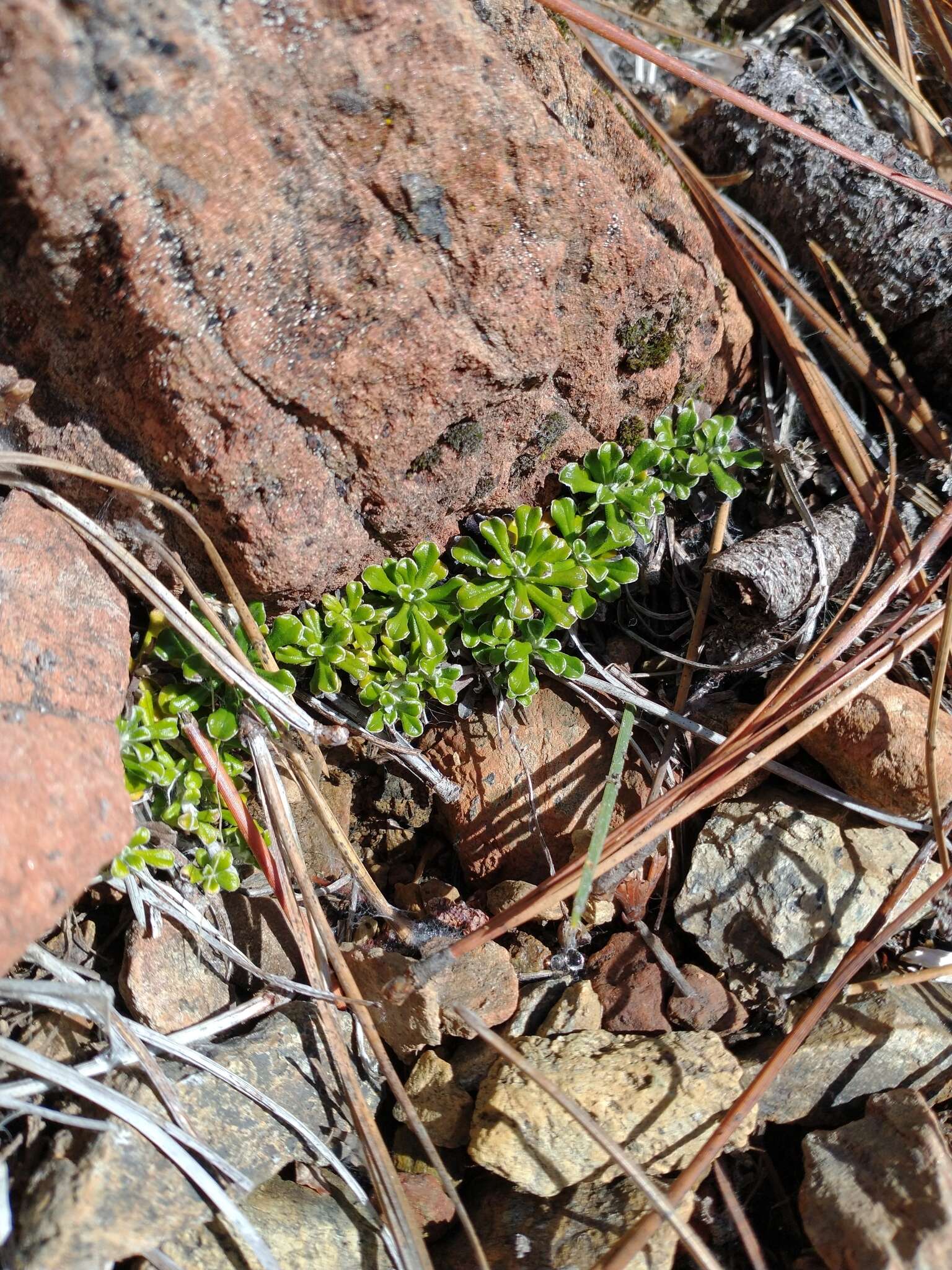 Imagem de Antennaria suffrutescens Greene