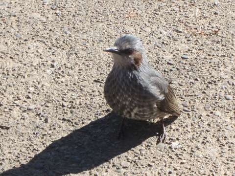 Image of Brown-eared Bulbul