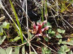 Image of longstalk clover