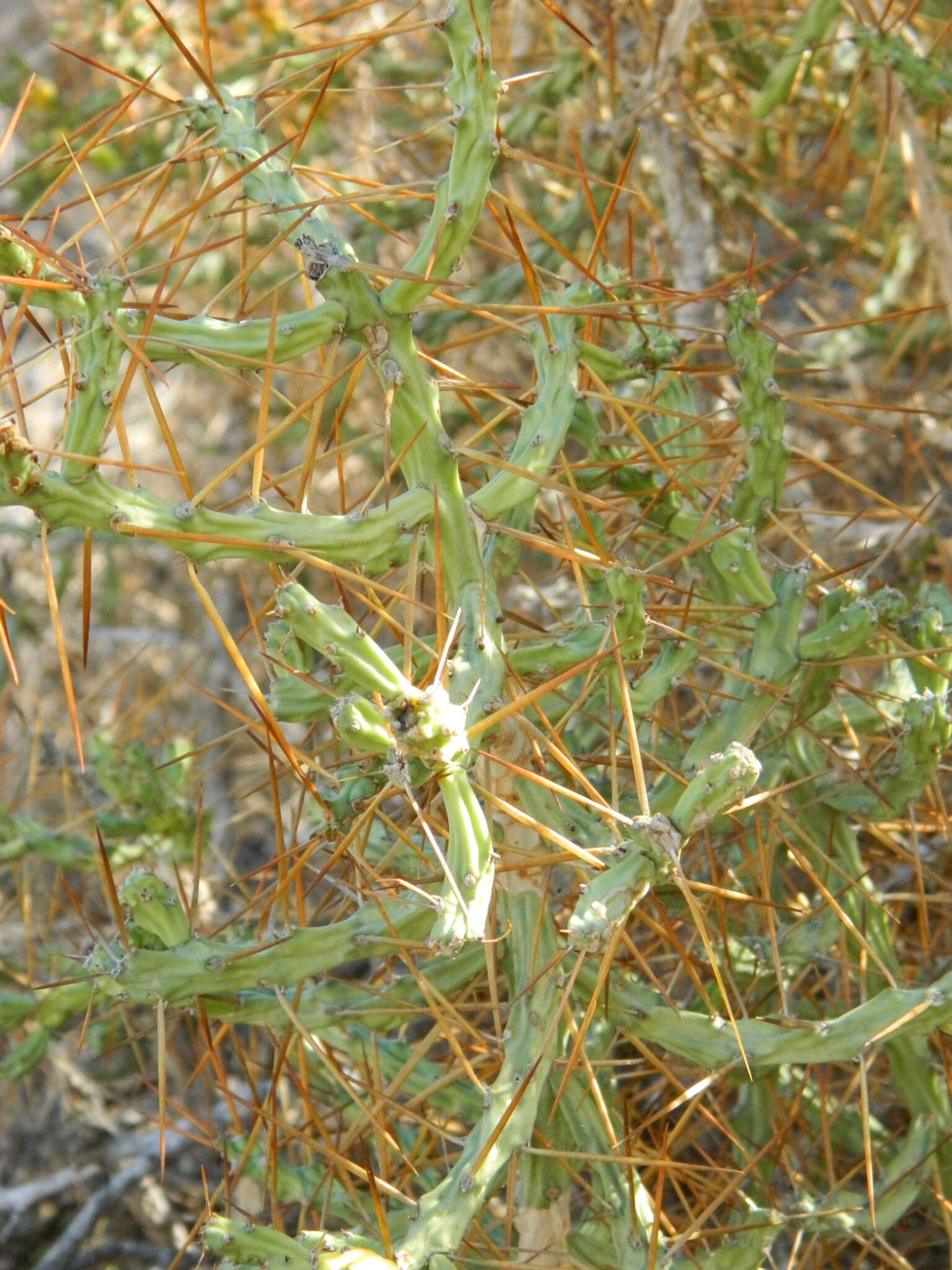 Image of Cylindropuntia caribaea (Britton & Rose) F. M. Knuth