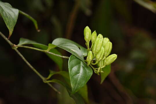 Plancia ëd Gelsemium elegans (Gardner & Champ.) Benth.