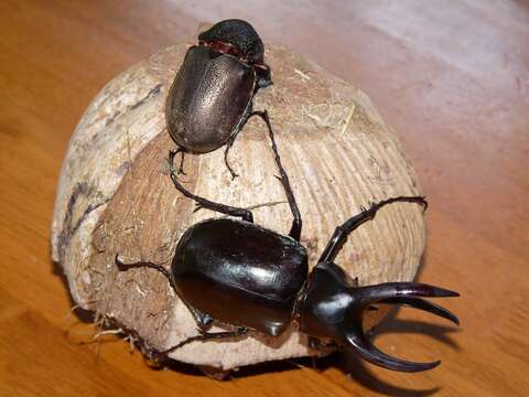 Image of Rhinoceros beetle