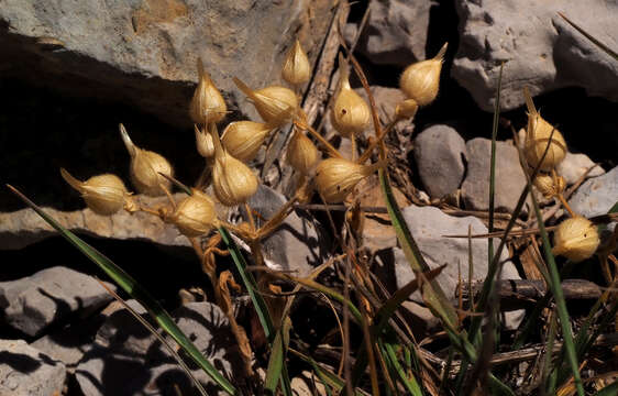 Imagem de Cerastium dichotomum L.