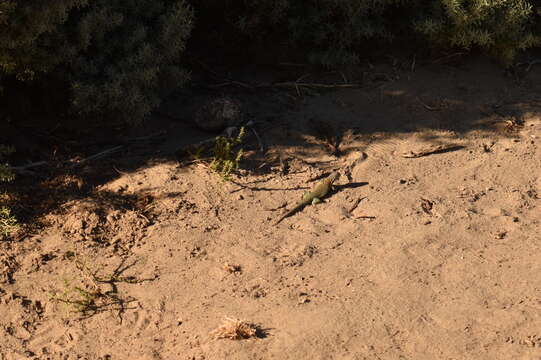 Image of Fitzinger's Tree Iguana