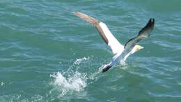 Image of Australasian Gannet