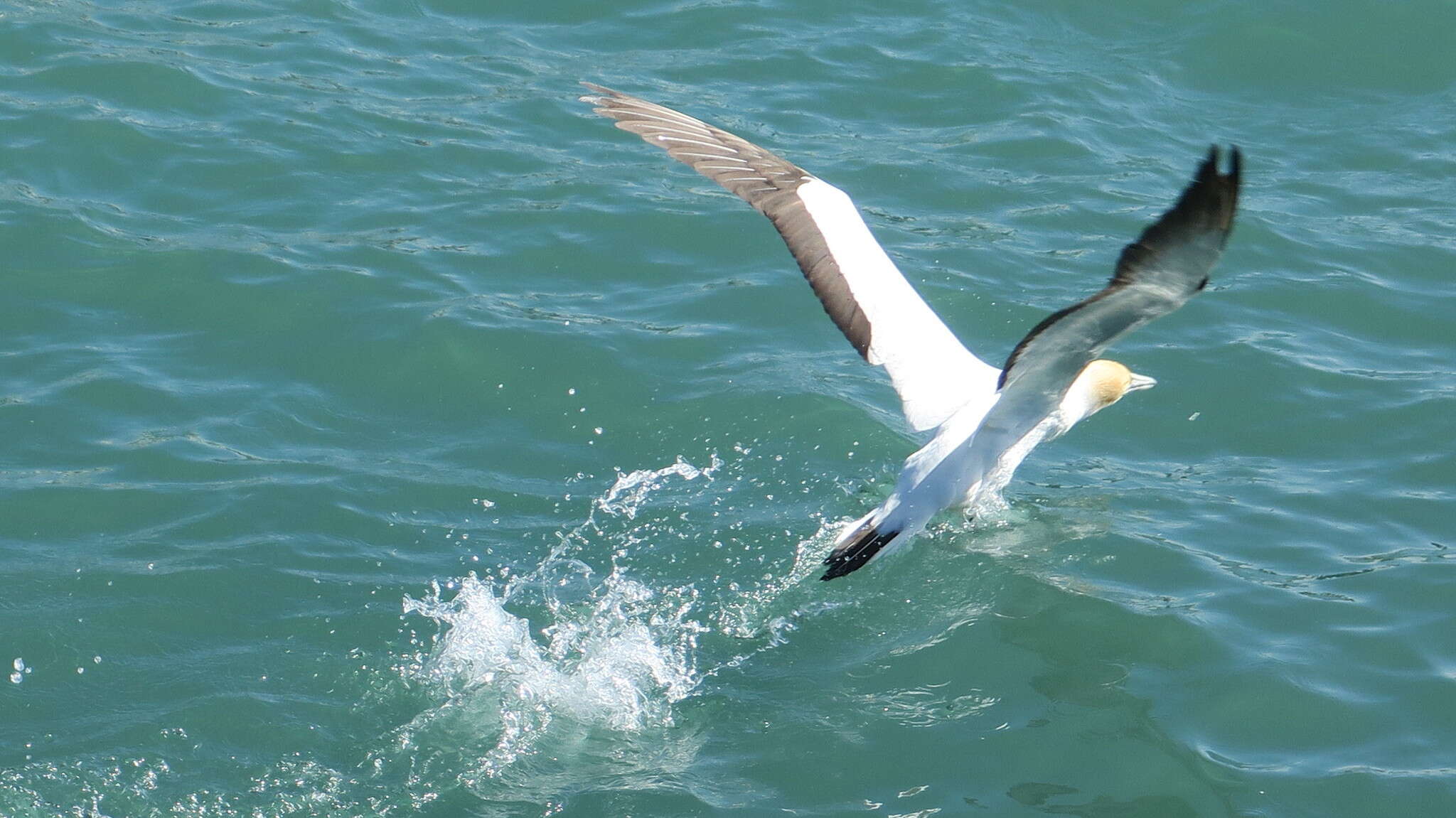 Image of Australasian Gannet