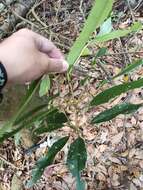 Daphniphyllum pentandrum Hayata resmi