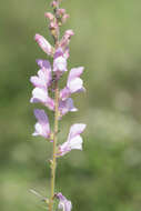 Plancia ëd Antirrhinum controversum Pau