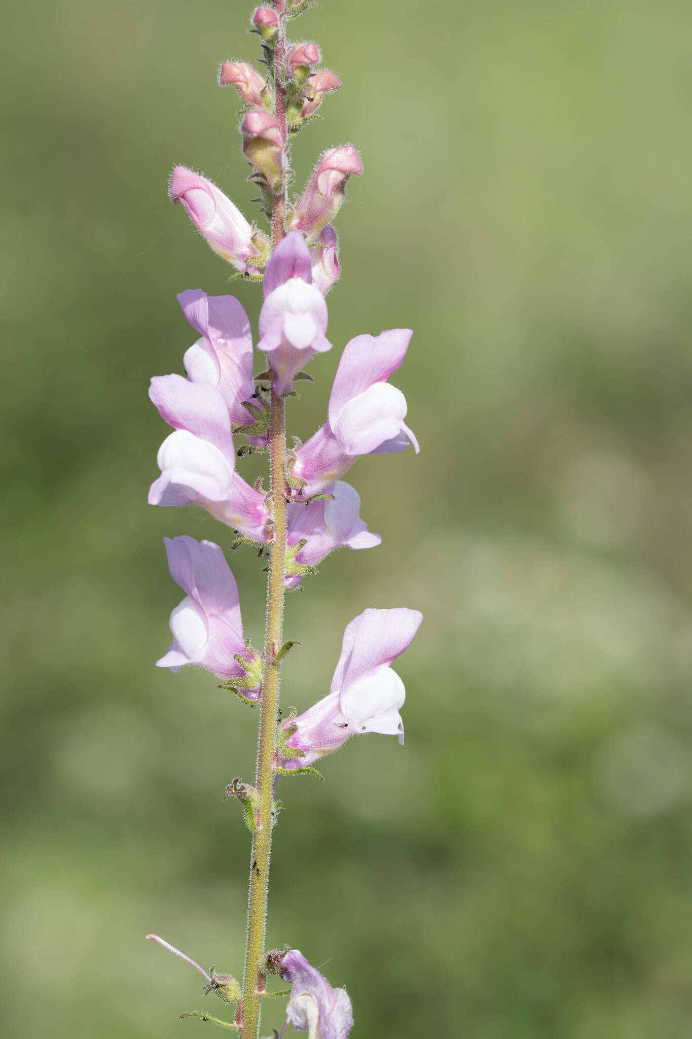 Image of Antirrhinum controversum Pau