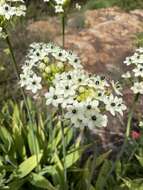 Слика од Ornithogalum saundersiae Baker