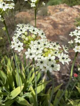 Image of Ornithogalum saundersiae Baker