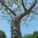 Image of Zanthoxylum riedelianum subsp. kellermanii (P. Wilson) Reynel