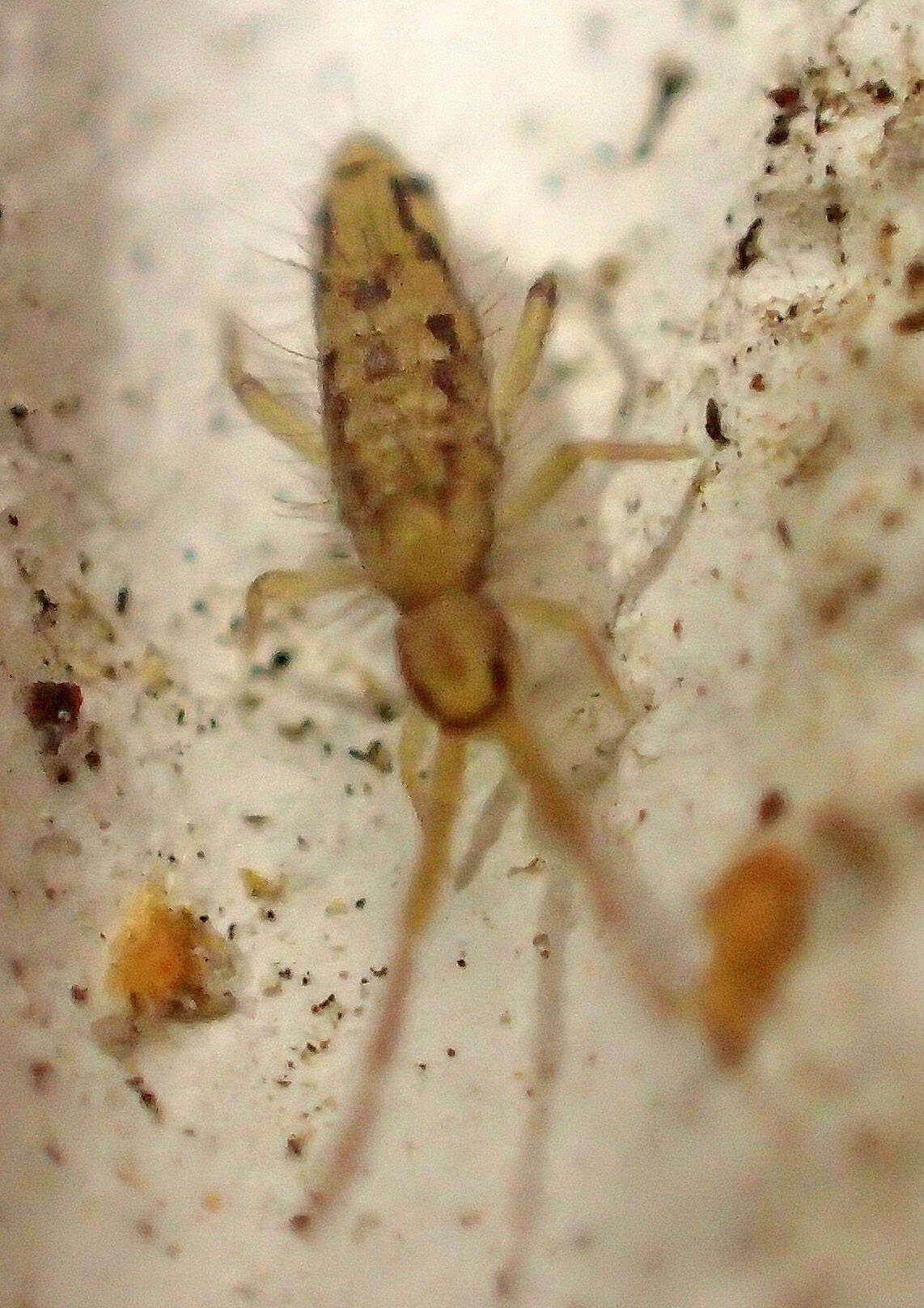 Image of Entomobrya katzi Jordana R & Baquero E ex Baquero, E, Jordana, R, Ortuño & VM 2021