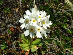 Image of Primula magellanica Lehm.