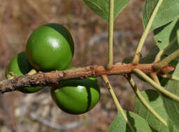 Image of Planchonella pohlmaniana (F. Muell.) Pierre ex Dubard