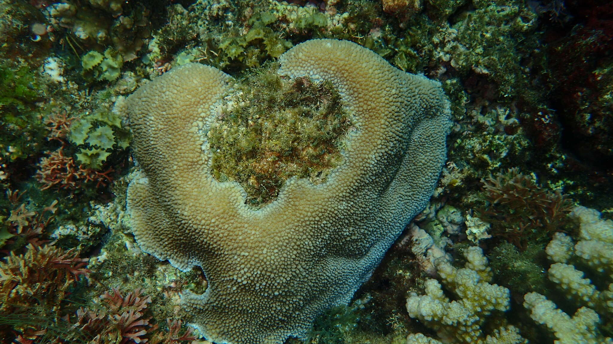 Image of spine coral