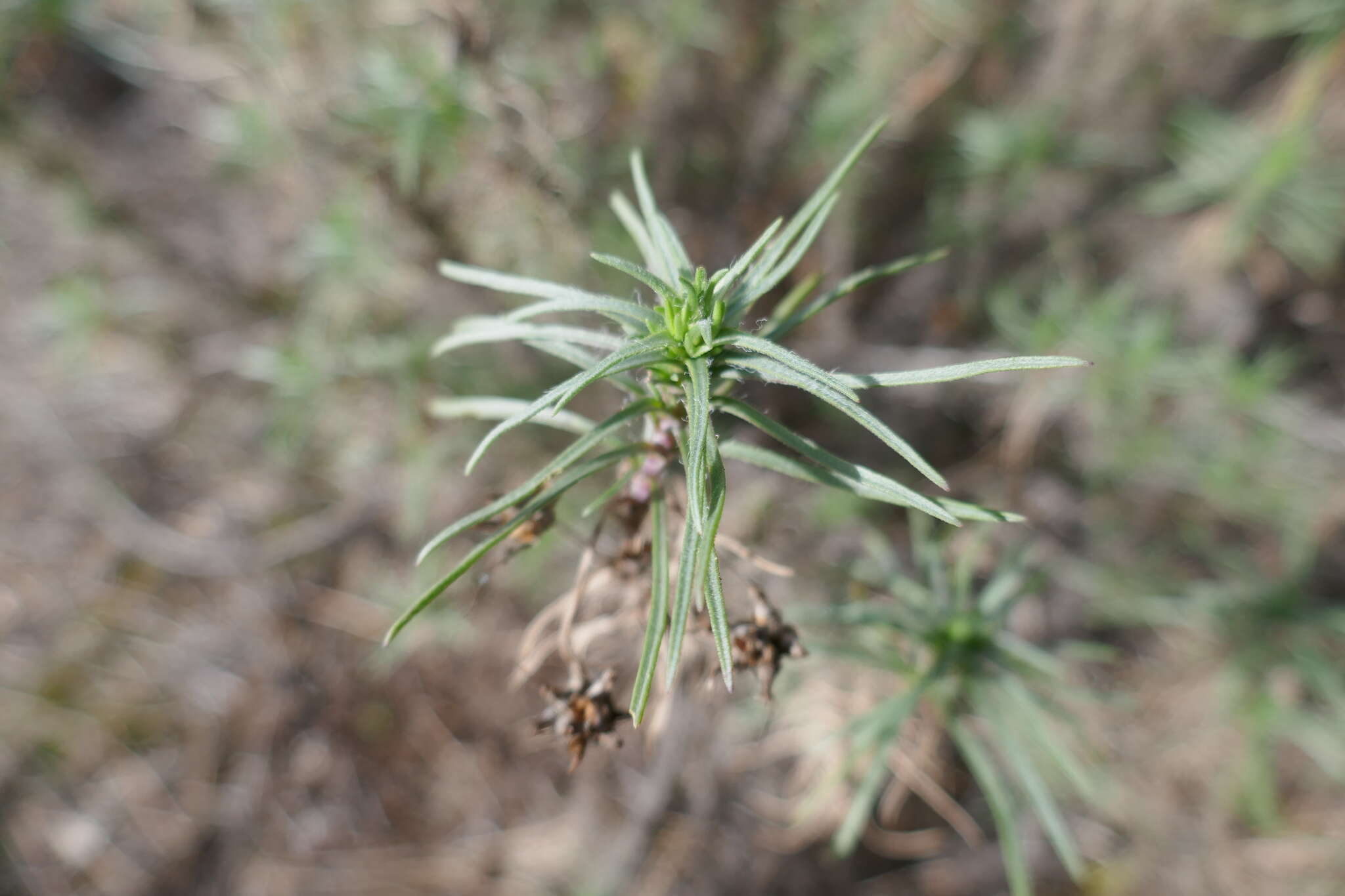 Plantago sempervirens Crantz resmi