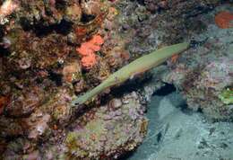 Image of Atlantic cornetfish