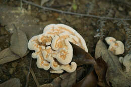 Image of Thelephora aurantiotincta Corner 1968