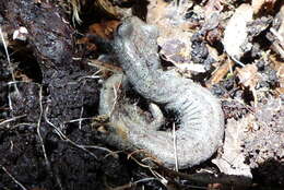 Image of Inyo Mountains Salamander