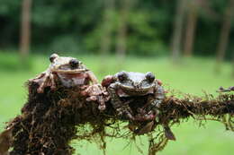 Image of Rabb's fringe-limbed treefrog