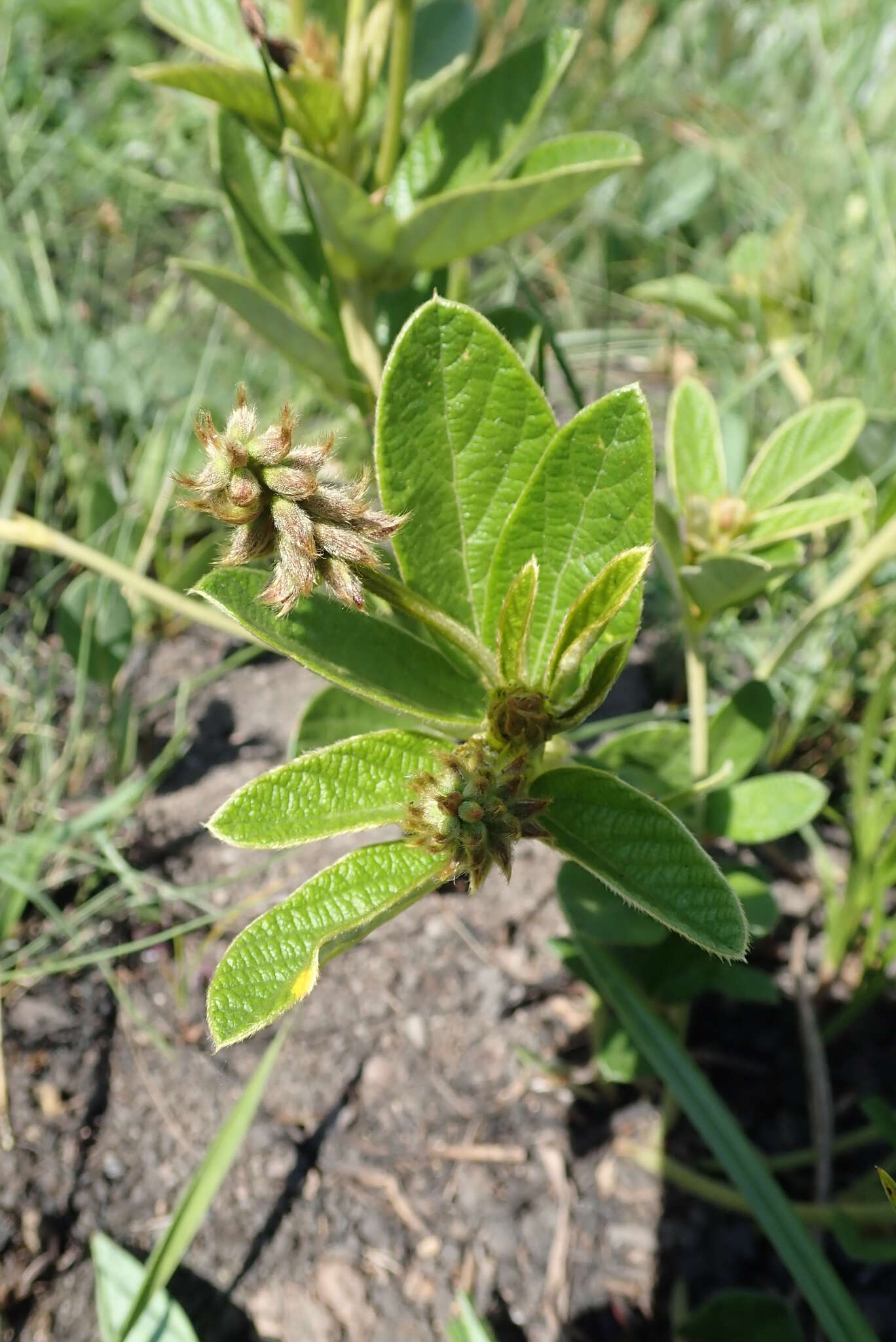 Image of Eriosema umtamvunense C. H. Stirt.