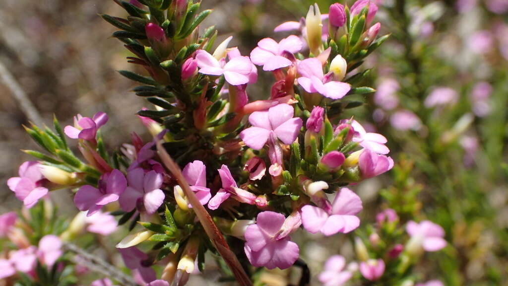 Image of Muraltia pageae Levyns