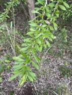 Image de Crescentia linearifolia Miers