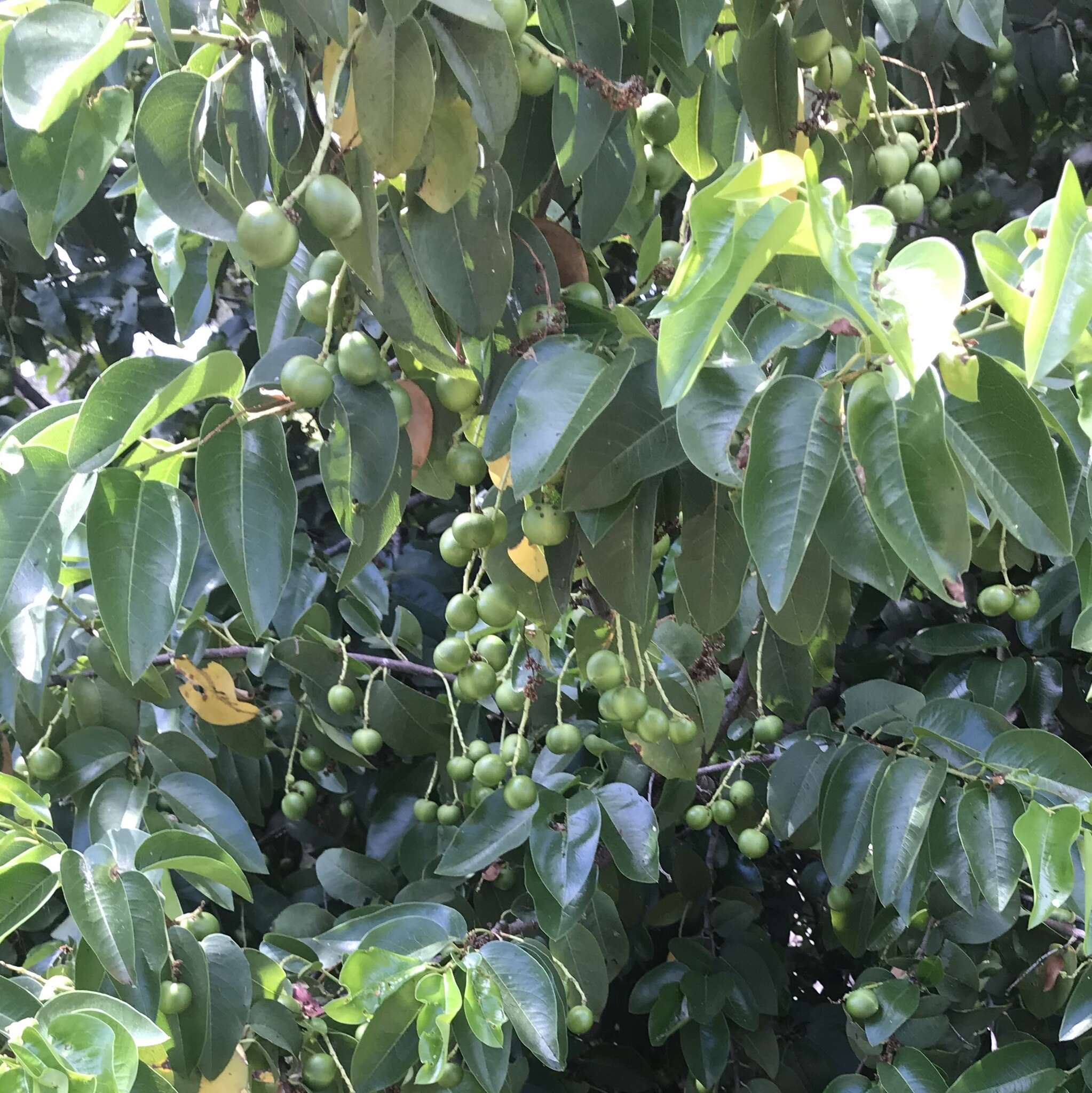 Image of hollyleaf cherry