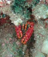 Image of reef lobsters