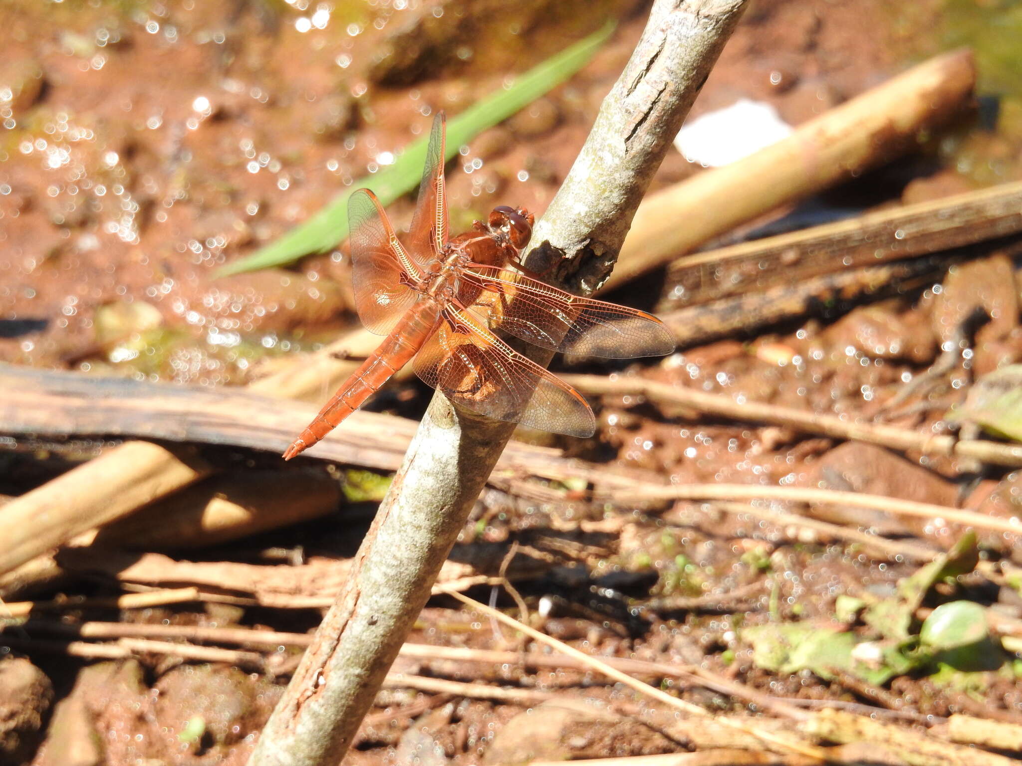 Image of Flame Skimmer