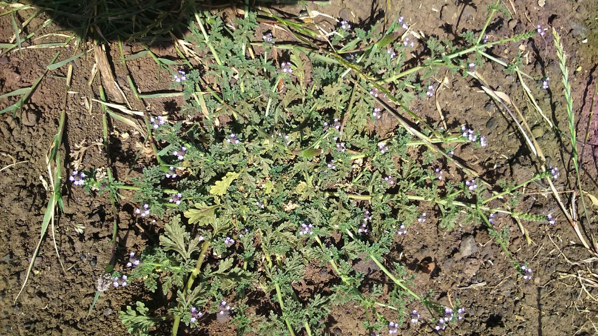 Image of supine vervain