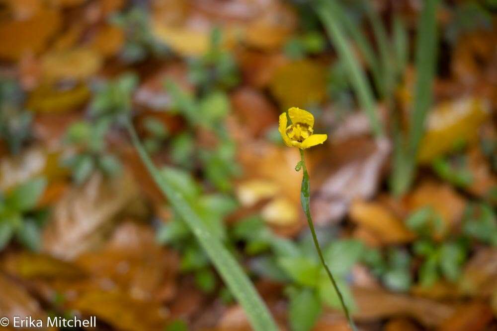 صورة Trimezia martinicensis (Jacq.) Herb.