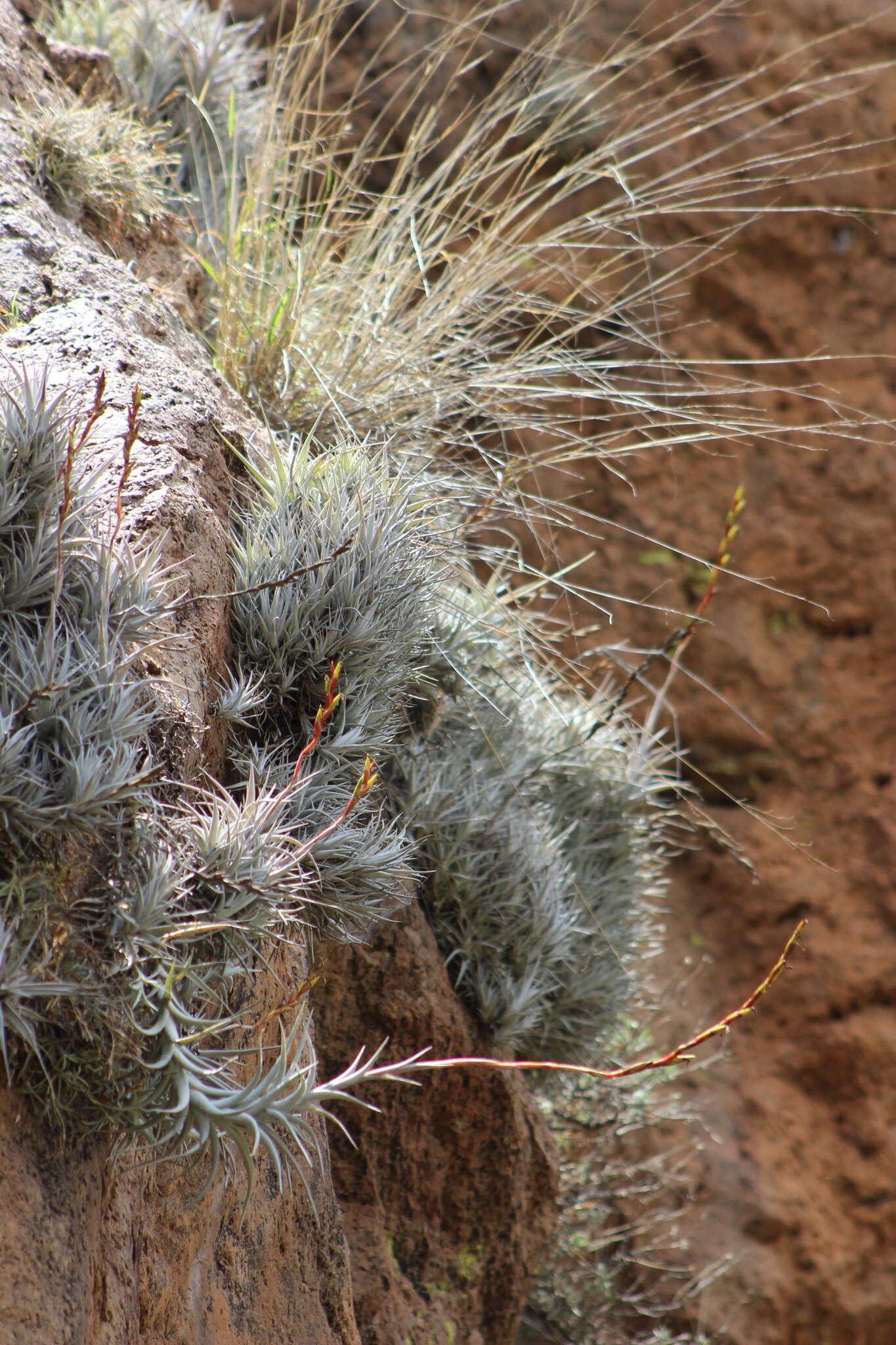 Tillandsia albida Mez & Purpus resmi