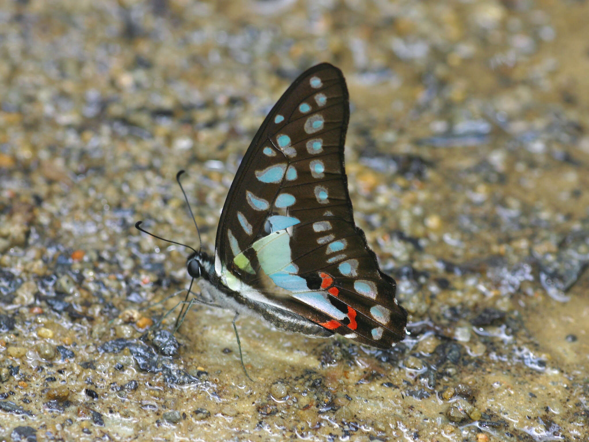 Graphium evemon (Boisduval 1836) resmi